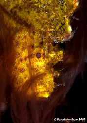 Portrait Study of Yellow Leaf Scorpionfish (supposed to b... by David Henshaw 